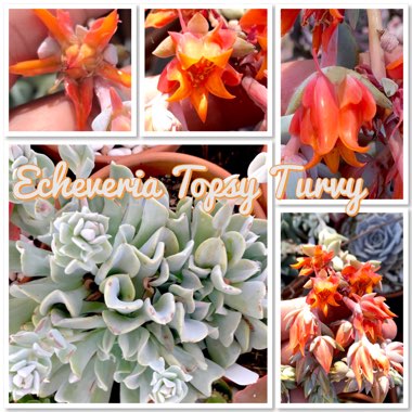 Echeveria Runyonii var. Topsy Turvy