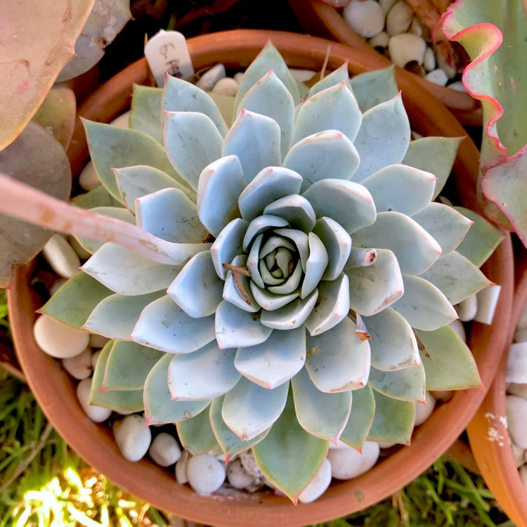 plant image 1030479