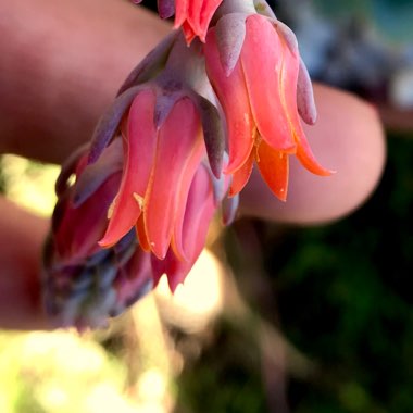 Echeveria Desmetiana v. Peacocki