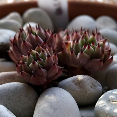 Echeveria Cuspidata var. Zaragozae