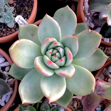 Echeveria Vashon