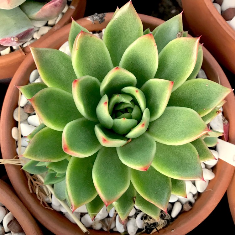 plant image 1043704