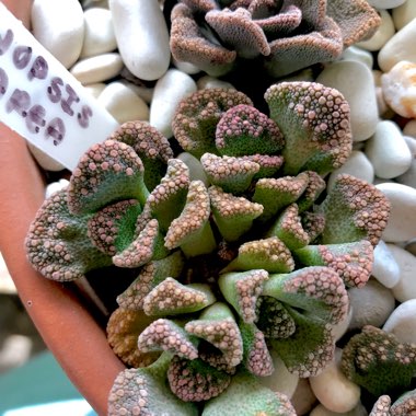 Titanopsis Calcarea (Living Jewel)