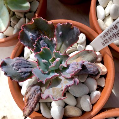 Echeveria Linguas