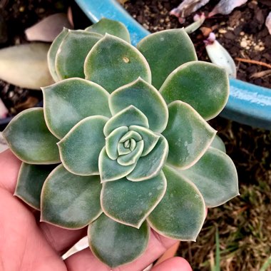 xGraptoveria Fantome