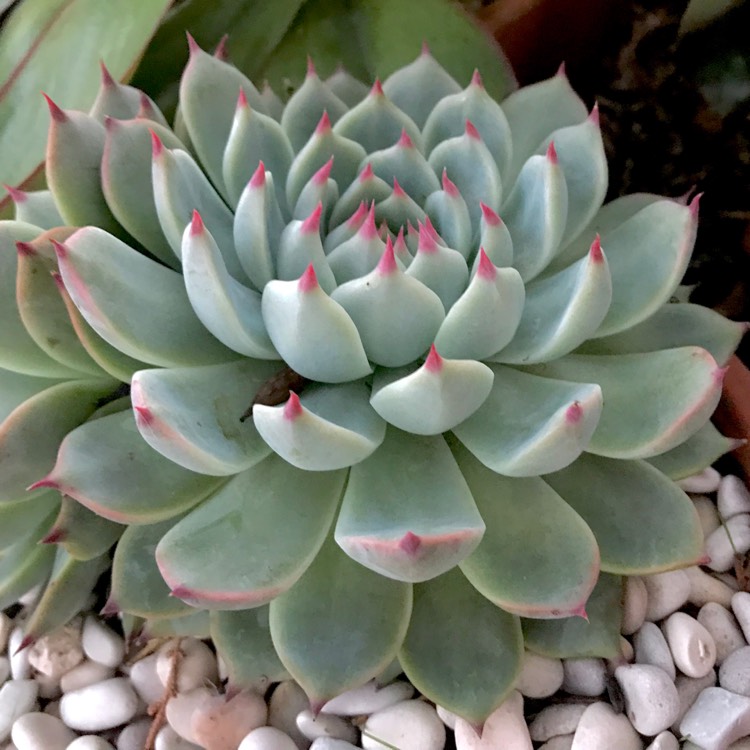 plant image 1055204