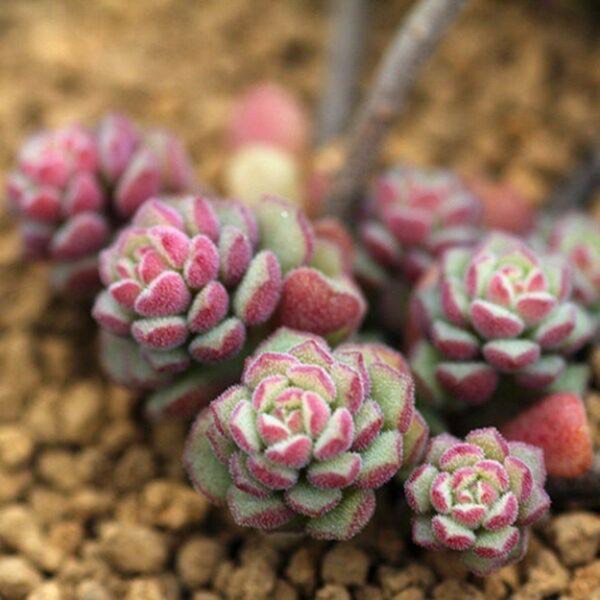 Plant image Sedum  Versadense var. Versadense