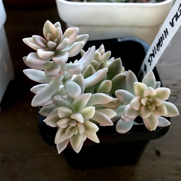 Plant image Graptopetalum Mirinae Variegata