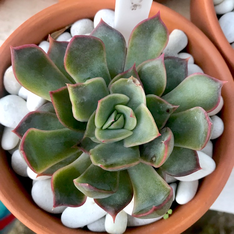 Plant image Echeveria Dark Ice