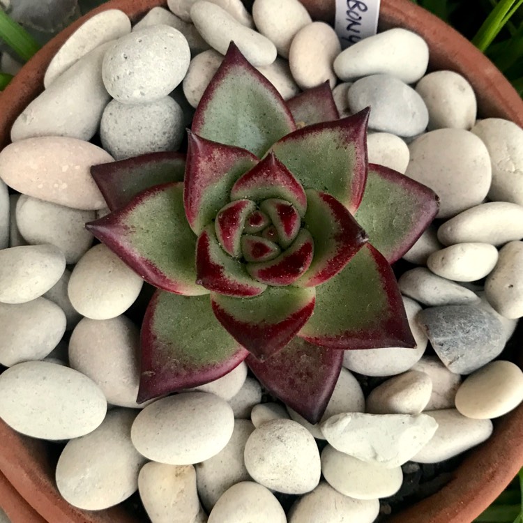 Plant image Echeveria Romeo Rubin x Colorata fa. Colorata