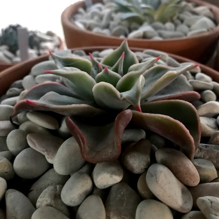 Plant image Echeveria Madiba