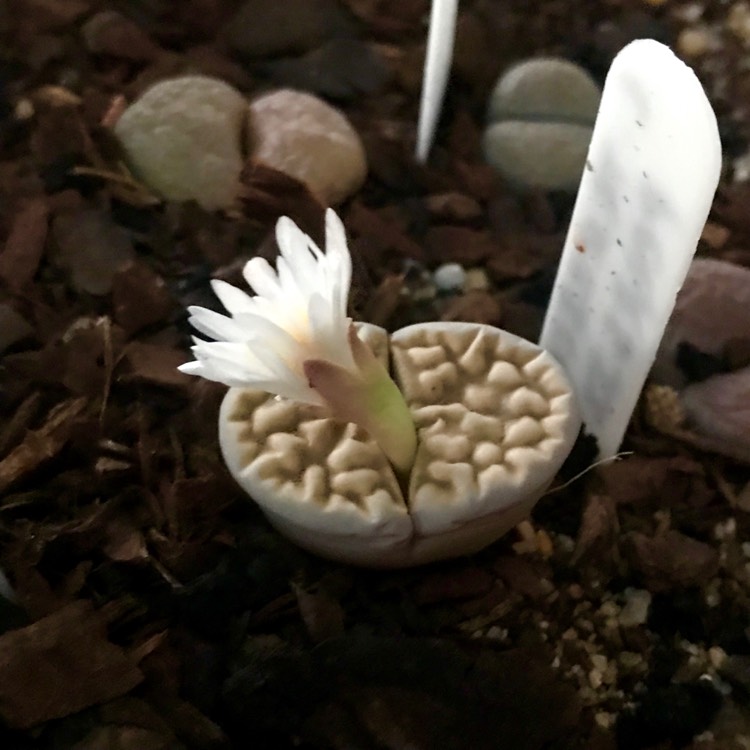 Plant image Lithops Karasmontana