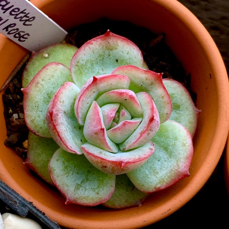 Plant image Echeveria Silhouette