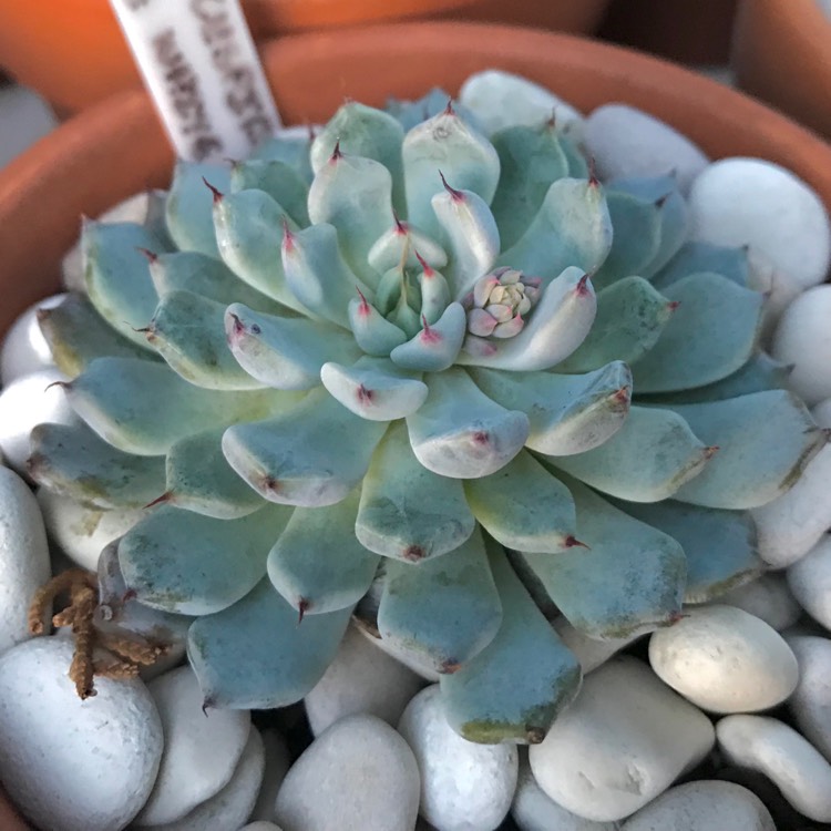 Plant image Echeveria cuspidata var. 'Zaragozae' White Form