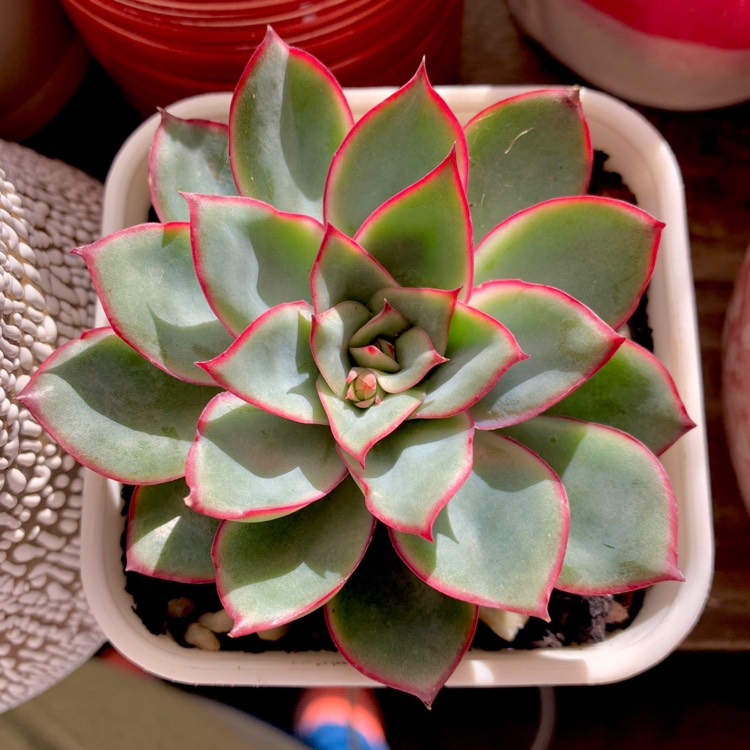 Plant image Echeveria Esther