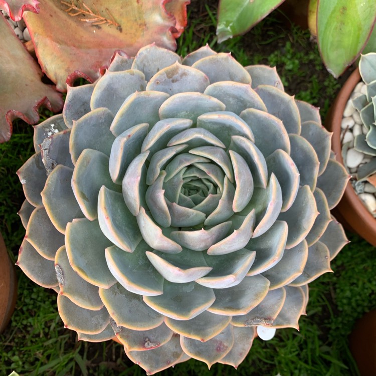 Plant image Echeveria Orion