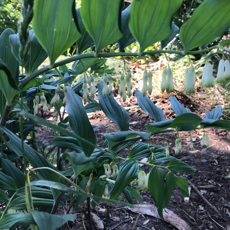 Plant image Disporopsis pernyi 'Sichuan Jade'