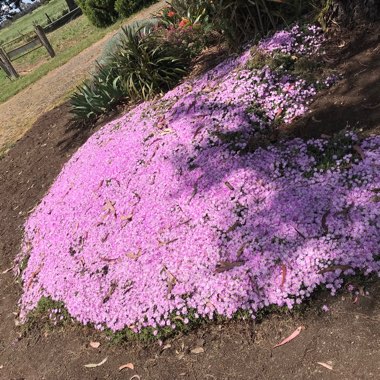 Delosperma lydenburgense