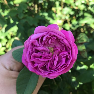 Rosa 'Charles de Mills' syn. Rosa 'Bizarre Triomphant', Rosa 'Ardoisee', Rosa 'Maheca de Dupont', Rosa 'Violette Bronzee'