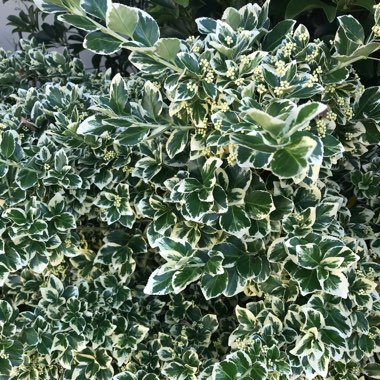 Euonymus fortunei 'Golden Harlequin'