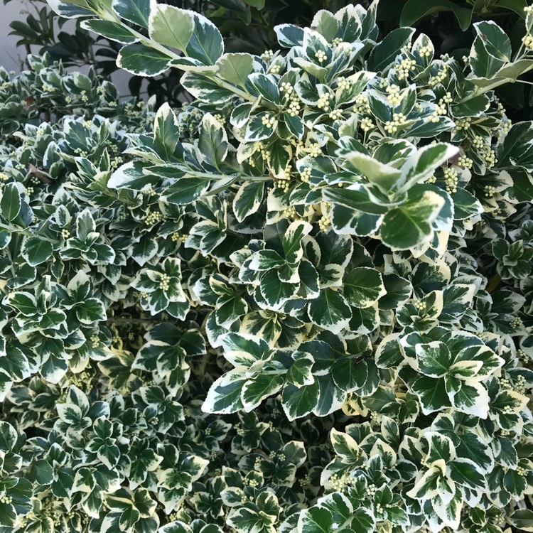 Plant image Euonymus fortunei 'Golden Harlequin'