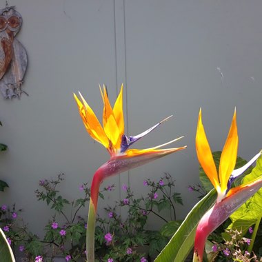 Strelitzia reginae