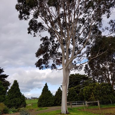 Corymbia aparrerinja syn. Eucalyptus papuana var. aparrerinja