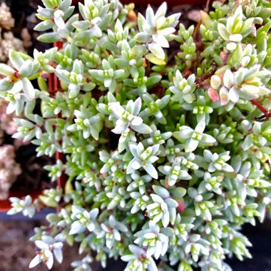 Crassula Biplanata syn. Creusa biplanata, Crassula punctulata, Crassula kuhnii