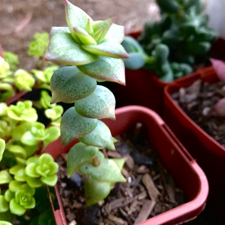 Crassula perforata 'String of Buttons'