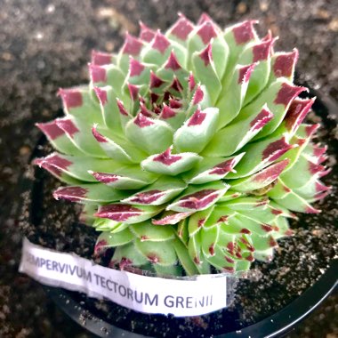 Sempervivum Tectorum var. Calcareum