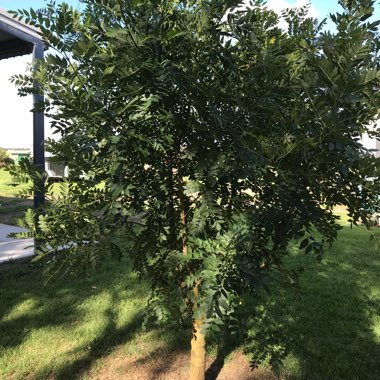 Fraxinus angustifolia subsp. oxycarpa