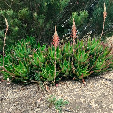 Aloe nobilis