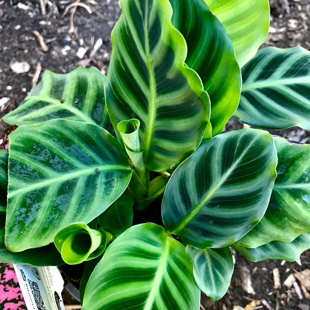 Plant image Goeppertia zebrina syn. Calathea zebrina