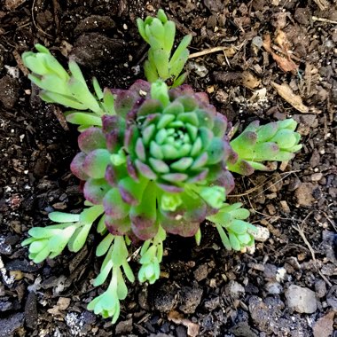 Rosularia Platyphylla