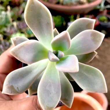 Graptopetalum Tricolour