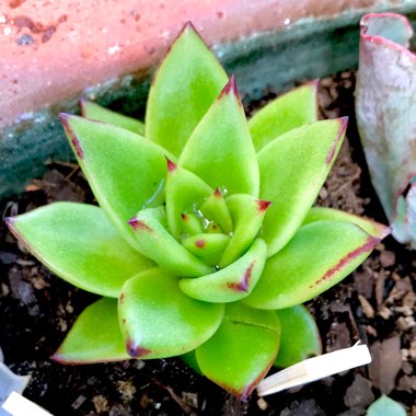 Echeveria Agavoides Red Edge