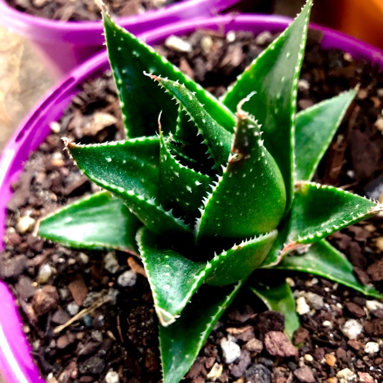 Plant image Aloe 'Cosmo' (Green Pearl)