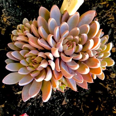 Graptopetalum Rusbyi