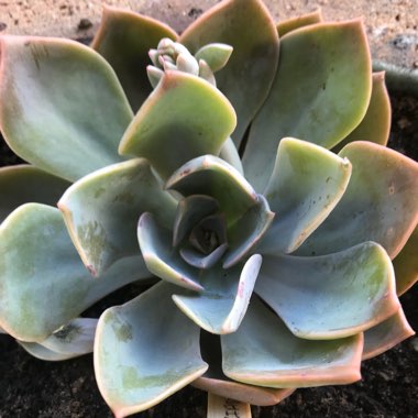 xGraptoveria Douglas Huth