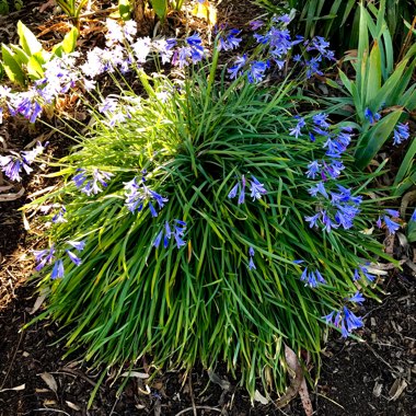 Agapanthus