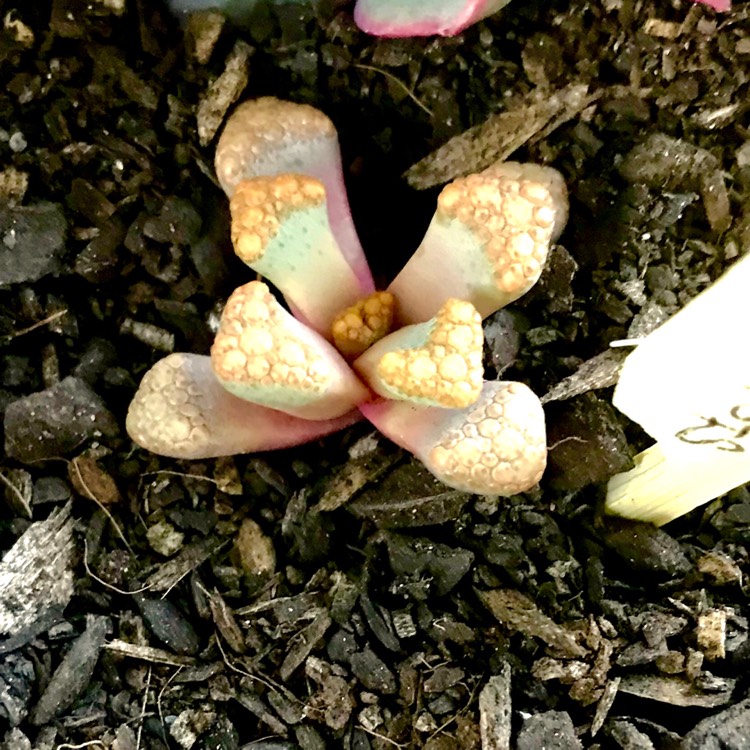 Plant image Titanopsis 'Hugo-schlechteri'