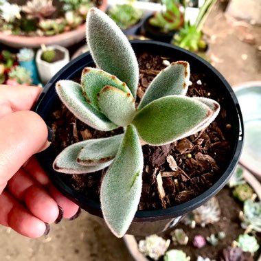 Kalanchoe tomentosa