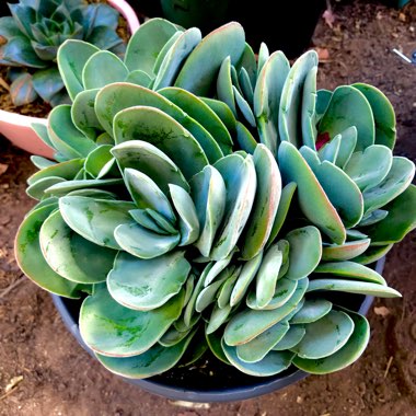 Crassula cotyledonis