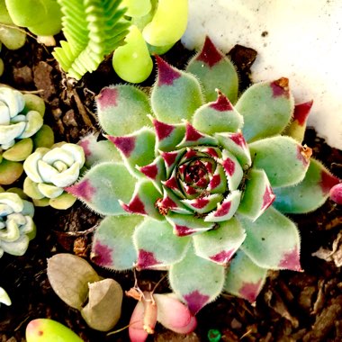 Sempervivum Tectorum var. Calcareum