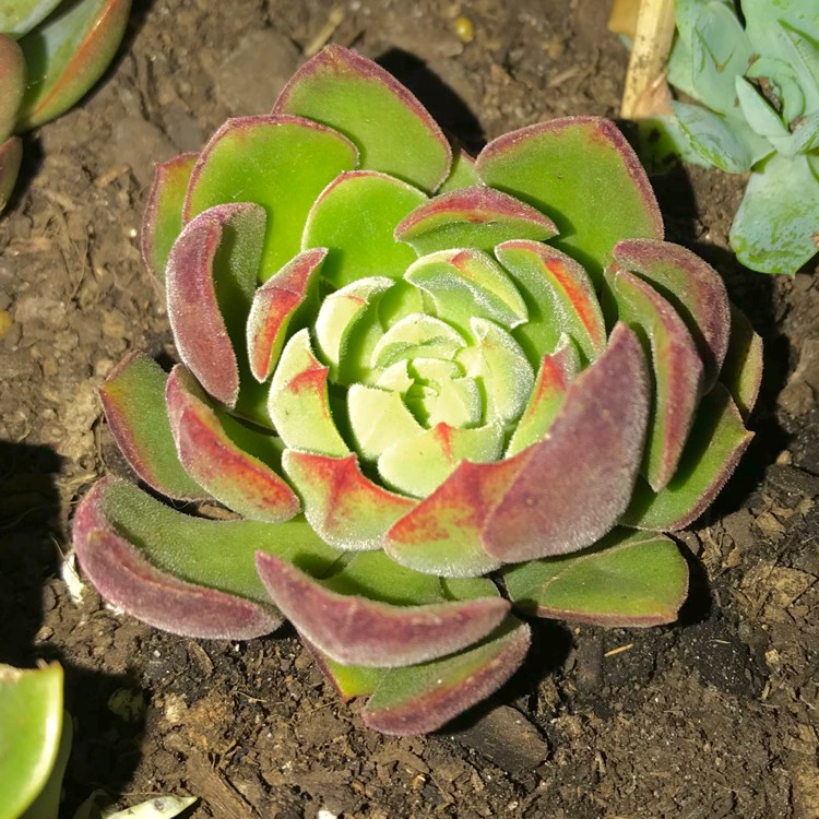 Plant image Echeveria Joan Daniel