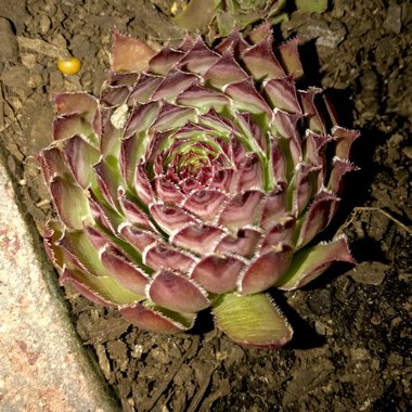 Sempervivum Bronco