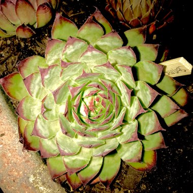 Sempervivum Edge of Night