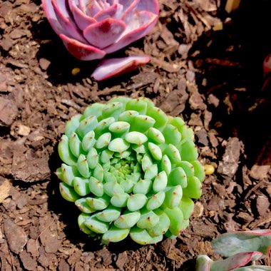 Echeveria Vincent Catto