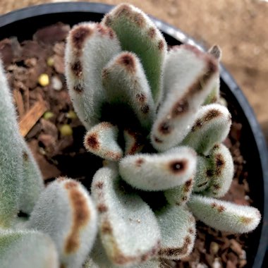 Kalanchoe tomentosa