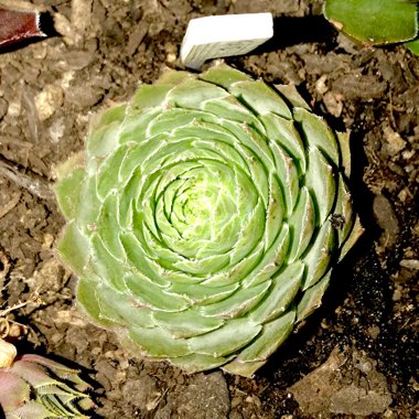 Sempervivum Topaz